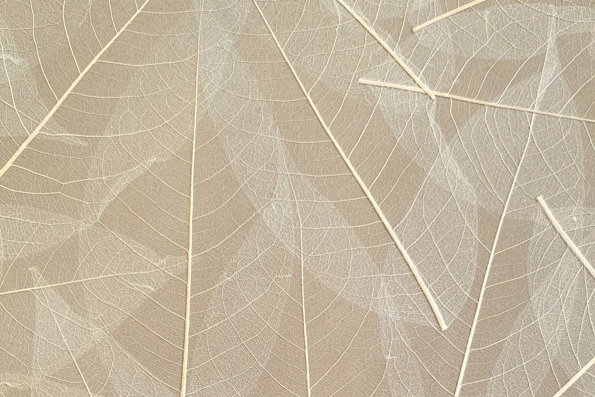 SKELETTBLÄTTER - on HPL